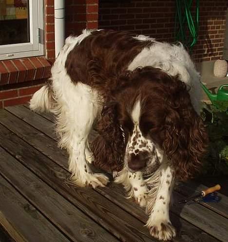 Engelsk springer spaniel Basse - Basse træder rundt på bordet for at finde den rigtige plads til at blive børstet... billede 13