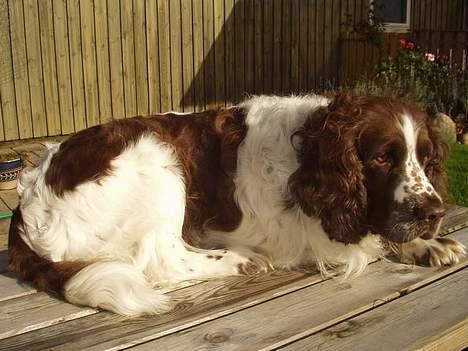 Engelsk springer spaniel Basse - Uhh - den her plads er god - lige i solen... billede 14