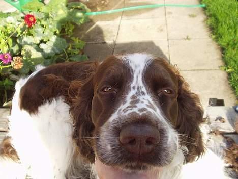 Engelsk springer spaniel Basse - Efter Basse er blevet førstet skal han altid nusses under hagen.. uhhhm det er dejligt... billede 15