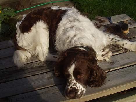 Engelsk springer spaniel Basse - Det er hårdt at blive børstet da - han blir helt træt billede 16