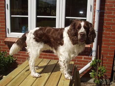 Engelsk springer spaniel Basse billede 17