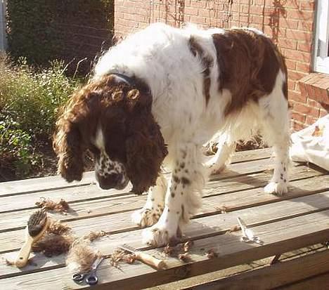 Engelsk springer spaniel Basse - Har alt det pels været på MIG? billede 18