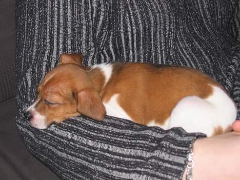 Dansk svensk gaardhund Rocki - Sover på min far´s arm  billede 2