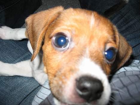 Dansk svensk gaardhund Rocki - Hvad er det der blinker sådan??? billede 3