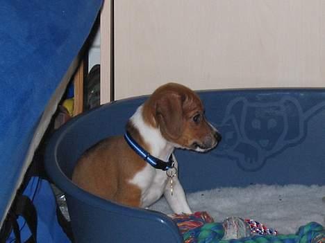 Dansk svensk gaardhund Rocki - Hvem er det der kommer? billede 4