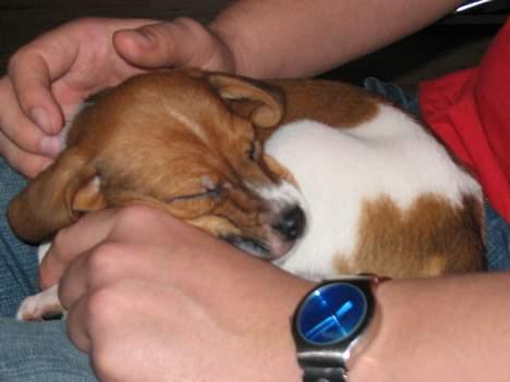 Dansk svensk gaardhund Rocki - Zzzz.... billede 5