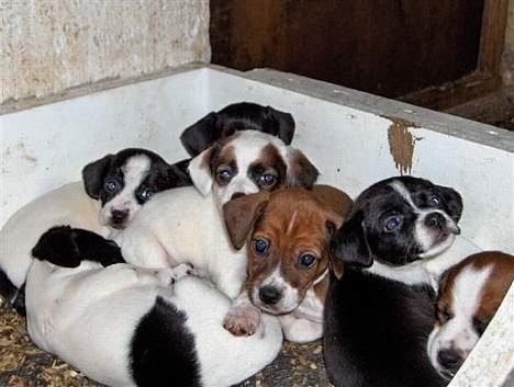 Dansk svensk gaardhund Rocki - Mig i midten også mine søskene...  billede 6