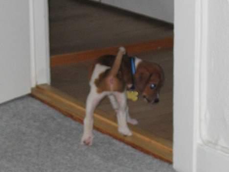 Dansk svensk gaardhund Rocki - Hvad er det jeg kan lugte?? billede 7