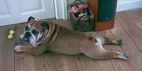 Engelsk bulldog Tabasco - Det er mig de kalder Fætter Frøben c",) billede 7