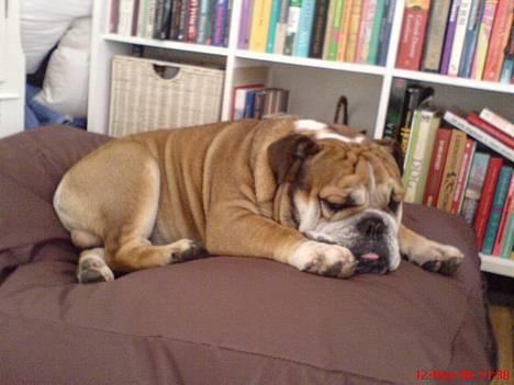 Engelsk bulldog Tabasco billede 8