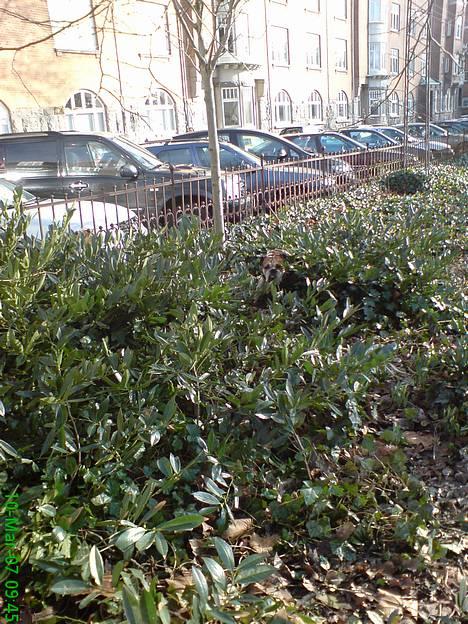 Engelsk bulldog Tabasco - Find Holger.... Eller var det Tabasco? c",) billede 9