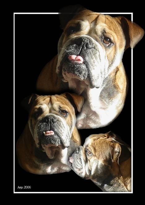 Engelsk bulldog Tabasco - Jeg har forsøgt at lave en collage d. 25/7-06 billede 10