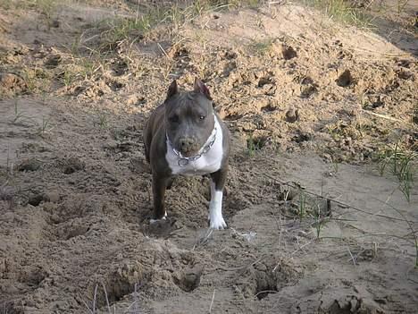 Amerikansk staffordshire terrier Mississippi Red Deep Purp - nam nam... sand!!! billede 9