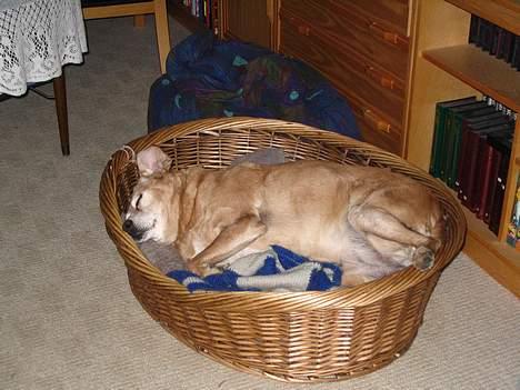 Labrador retriever Santo billede 11