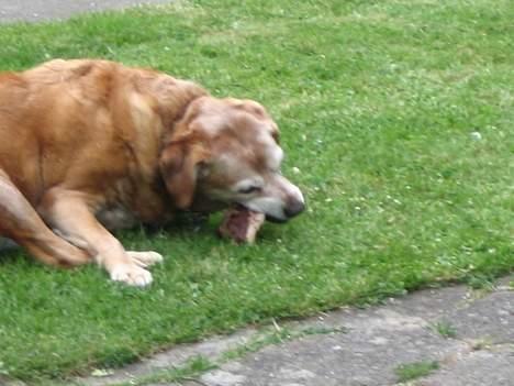 Labrador retriever Santo billede 12