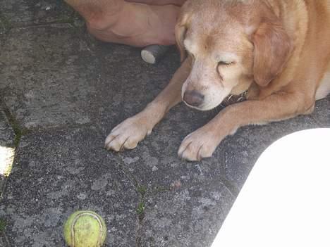 Labrador retriever Santo billede 13