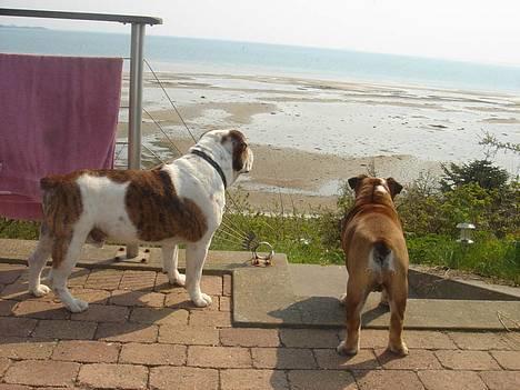 Engelsk bulldog Tabasco - Dejlig udsigt hos mormor og morfar! billede 12