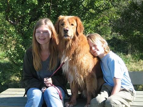 Hovawart Charlie billede 13