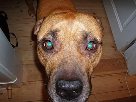 Amerikansk staffordshire terrier carlson - ville du mig noget far? billede 8