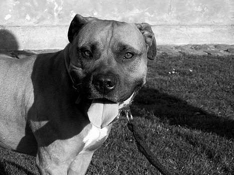 Amerikansk staffordshire terrier carlson - model i kgs have billede 9