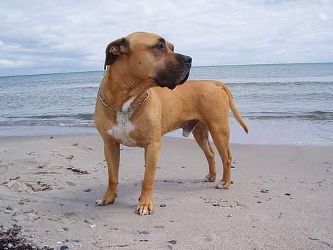 Amerikansk staffordshire terrier carlson - sagde du at du så en tæve fra venstre?? billede 10