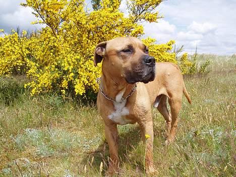 Amerikansk staffordshire terrier carlson - dejlig dukkert. .rart at solen varmer bagefter. .  billede 11