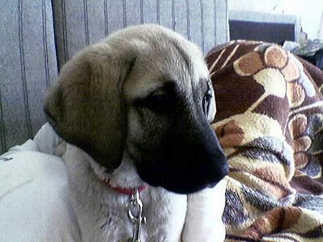 Blanding af racer Shiva  - Da hun var ca 3 måneder billede 1