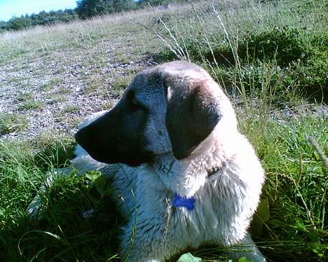 Blanding af racer Shiva  - en tur udenfor billede 2