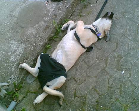 Blanding af racer Shiva  - Når hun sover med mine boksershorts :) billede 3