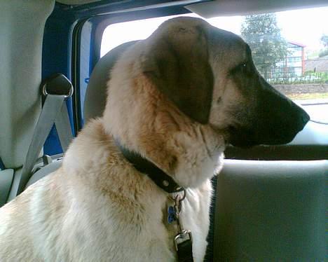 Blanding af racer Shiva  - mit sidste billede af Shiva billede 5