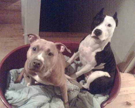 Amerikansk staffordshire terrier Foxy - Venner for evigt... billede 3