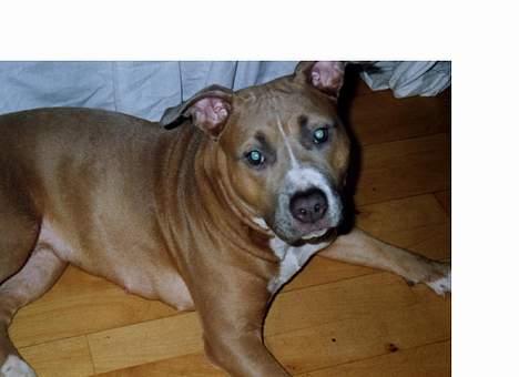 Amerikansk staffordshire terrier Foxy billede 4