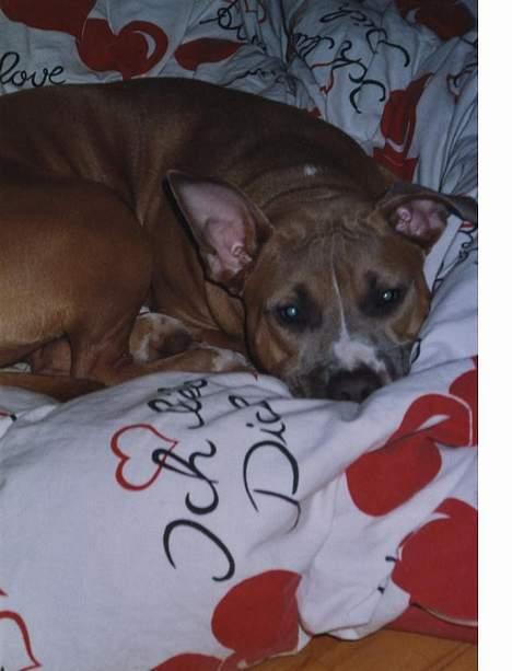 Amerikansk staffordshire terrier Foxy billede 5