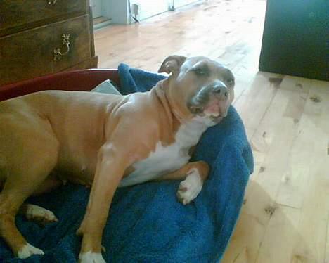 Amerikansk staffordshire terrier Foxy - Snupper lige 10 min. på øjet mor... billede 6