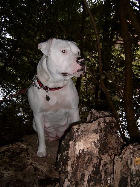 Amerikansk bulldog Miss sophy billede 1