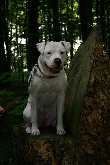 Amerikansk bulldog Miss sophy billede 2