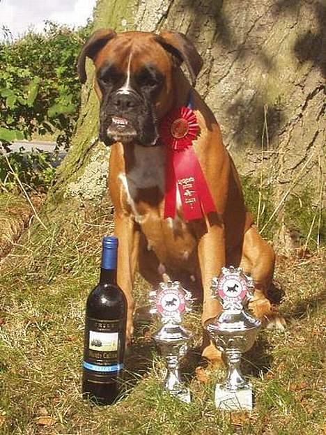 Boxer Mullet (Nandi AK LP1) - Fynsmester LP1 2005 i Birkende billede 11