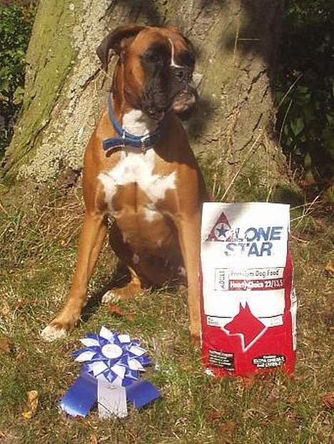 Boxer Mullet (Nandi AK LP1) - 1. præmie og 2. vinder i LP1 Vissenbjerg 2005 billede 12