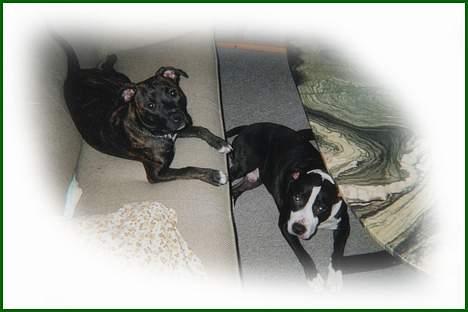 Amerikansk staffordshire terrier Tupac - det er ik hende der bestemmer, jeg er bare for doven til at kravle derop ? :) billede 7