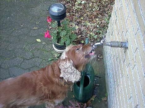 Cocker spaniel Mikkel - R.I.P - Mikkel vil KUN drikke frisk vand, før plejede han at stå på vores WC og drak vand af vasken, men har fået lavet nyt toilet, så nu må han finde andre måder..:) billede 17