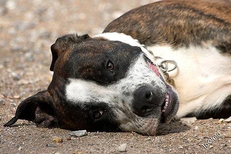 Amerikansk staffordshire terrier Simba - Tosa foto... En træt træt basse mand. billede 17