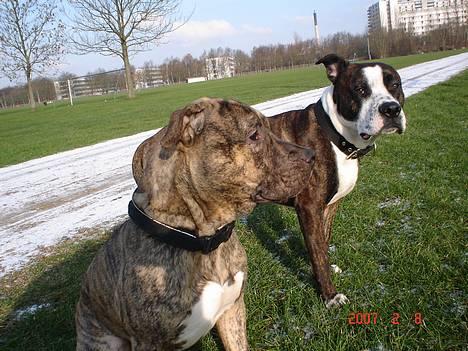 Amerikansk staffordshire terrier Simba - Jaja skal nok blive stående. billede 18