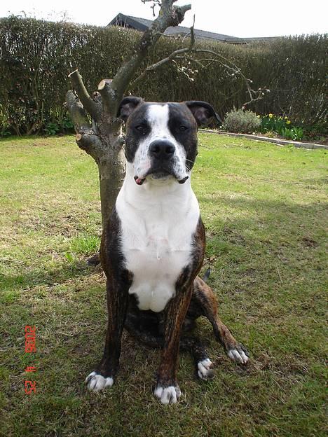 Amerikansk staffordshire terrier Simba - Fine simba i haven. billede 19