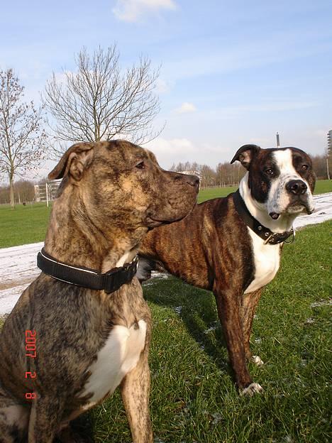 Amerikansk staffordshire terrier Simba - hmm ja venter bare på vi kan smutte her fra... billede 20