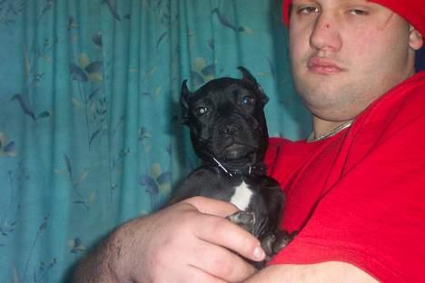 Amerikansk staffordshire terrier nala R.I.P - her har vi lige fået hende. og det er ikke mig på billedet billede 15