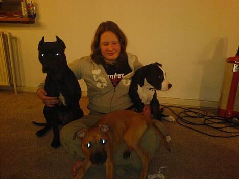 Amerikansk staffordshire terrier nala R.I.P billede 16