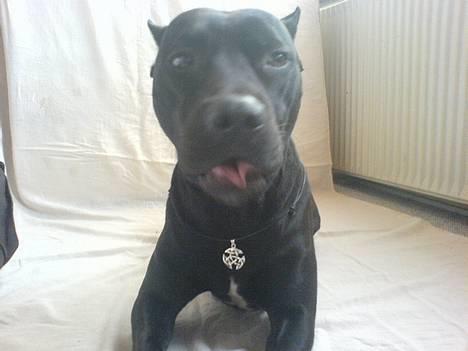 Amerikansk staffordshire terrier nala R.I.P - her har jeg min nye halskæde på billede 17