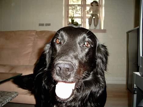 Flat coated retriever Dick billede 2