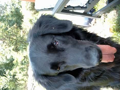 Flat coated retriever Dick billede 3