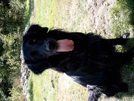 Flat coated retriever Dick billede 4